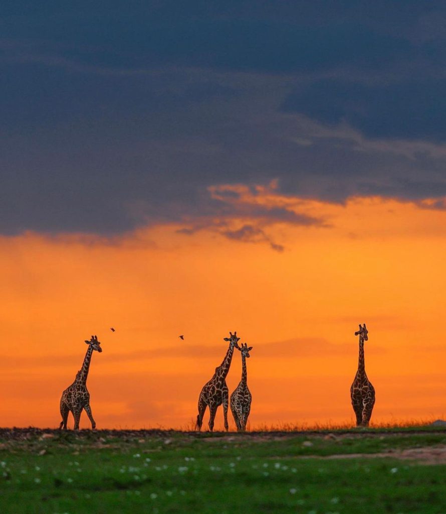 Ngorongoro Animals