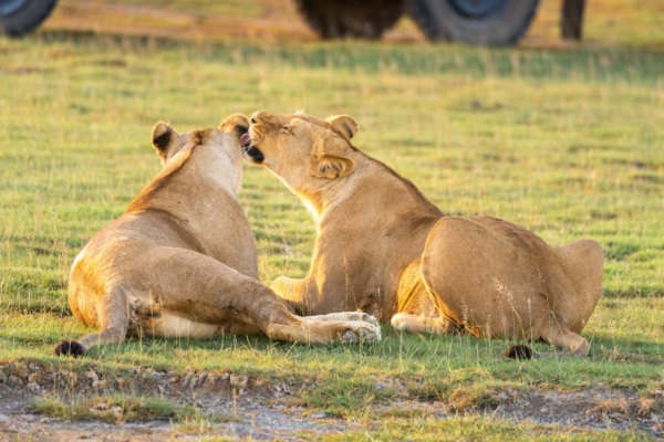 5-Day Living Among Lions - Mid-Range